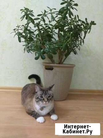 Дерево толстянка Подольск - изображение 1