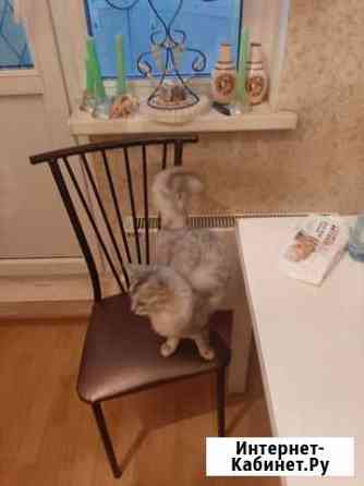 Отдам Самалийскую кошечку, ей 6 лет, осталась одна Ватутинки
