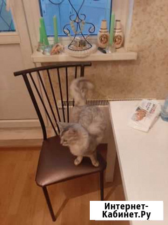 Отдам Самалийскую кошечку, ей 6 лет, осталась одна Ватутинки - изображение 1