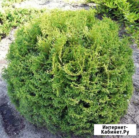 Туя Тини Тим. Р9 20-25см Красноярск - изображение 1