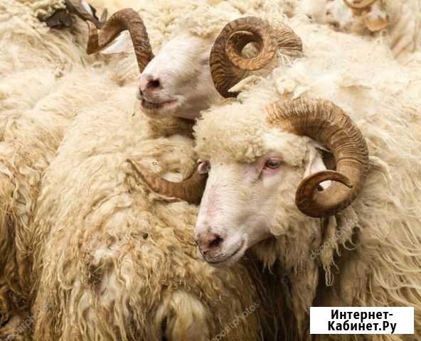 Овцы бараны на акика Грозный - изображение 1