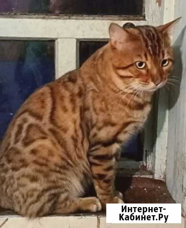 Котята бенгалы Красногорский - изображение 1