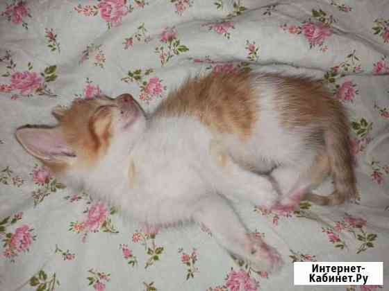 Кошка в дар Ярославль