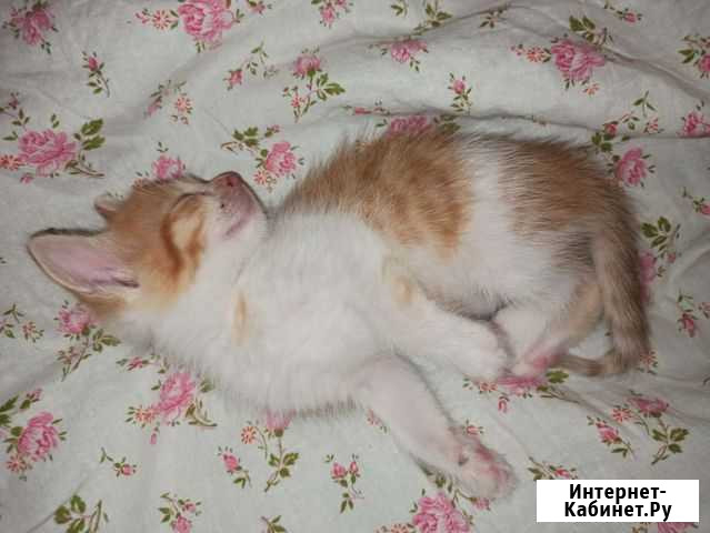 Кошка в дар Ярославль - изображение 1