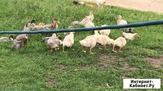 Утки Узловая - изображение 1