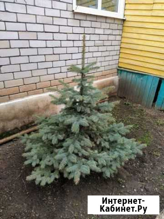 Голубые ели Бакалы - изображение 1