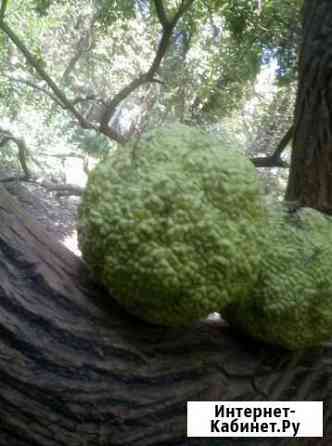 Маклюра Краснодар