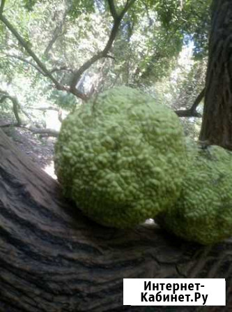 Маклюра Краснодар - изображение 1