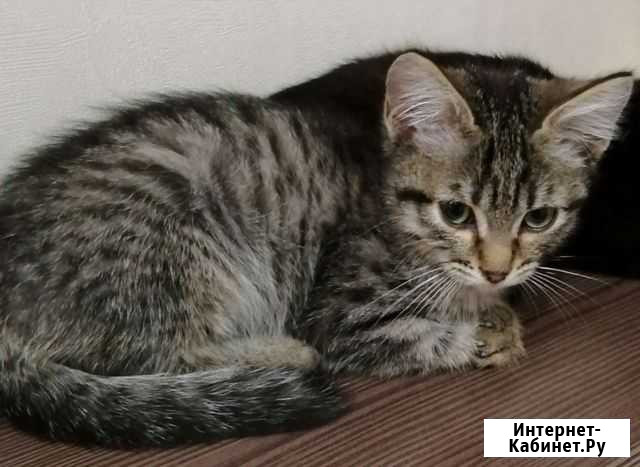 Котик Рубцовск - изображение 1