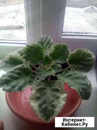 Фиалка Воронеж