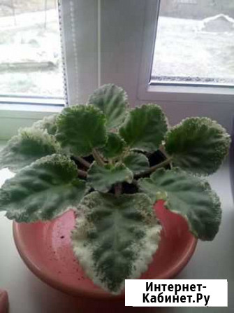 Фиалка Воронеж - изображение 1