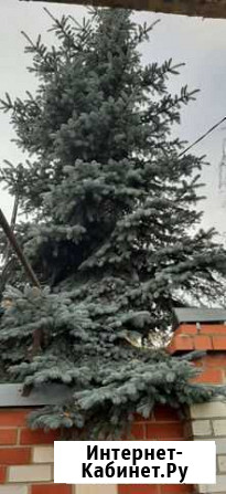 Голубая ель продажа Данков - изображение 1