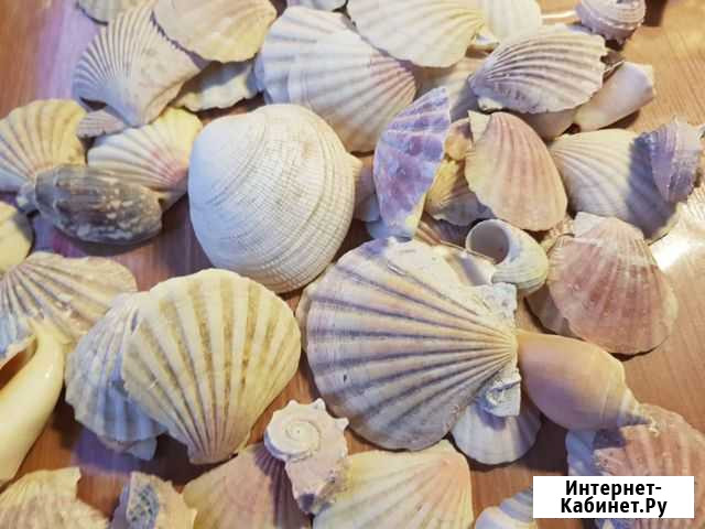 Ракушки для аквариума Нижний Новгород - изображение 1
