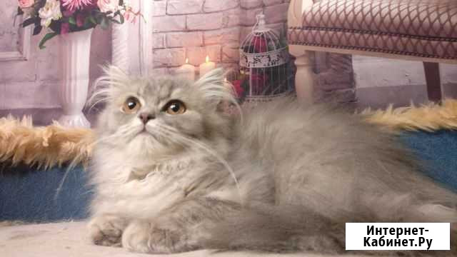 Котята шотладские Ульяновск - изображение 1