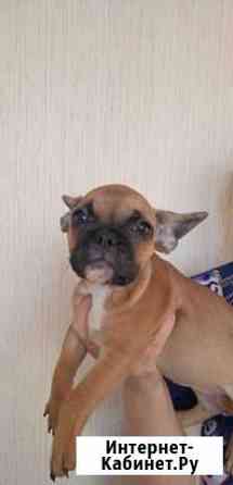 Французский бульдог Хабаровск
