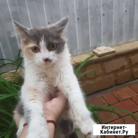 Кошка в дар Моздок - изображение 1