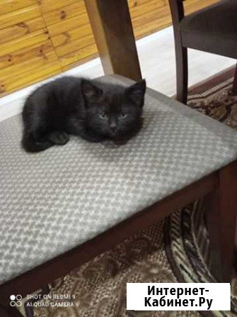Отдам милого котенка Камышлов - изображение 1