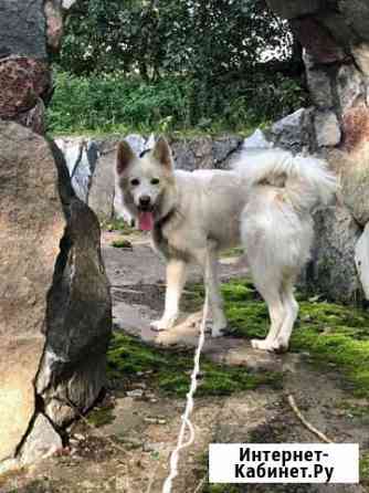 Белоснежный Пломбир ищет дом Екатеринбург