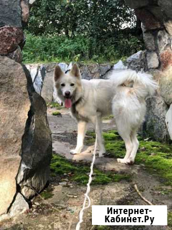 Белоснежный Пломбир ищет дом Екатеринбург - изображение 1