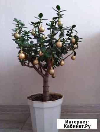 Новогоднее денежное дерево Набережные Челны