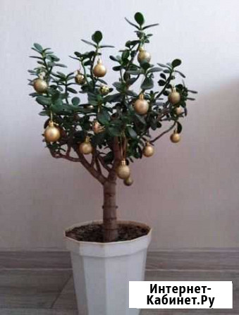 Новогоднее денежное дерево Набережные Челны - изображение 1