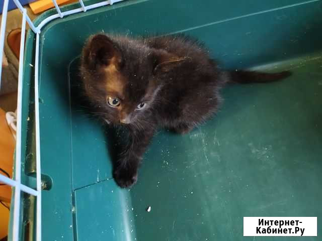 Котята в добрые руки Таганрог - изображение 1