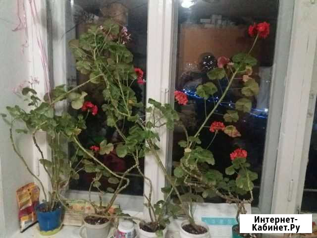 Герани Новочебоксарск - изображение 1