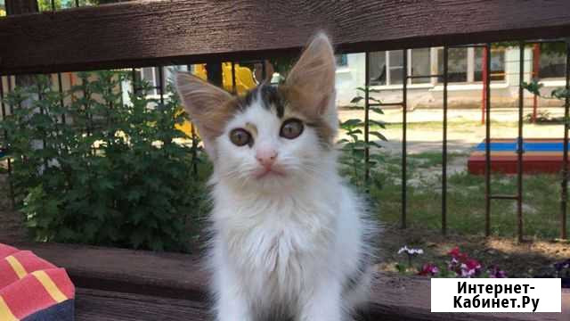 Котенок Азов - изображение 1
