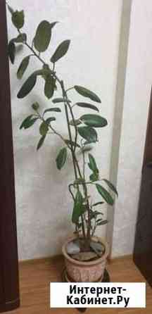 Фикус Севастополь