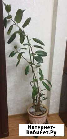 Фикус Севастополь - изображение 1