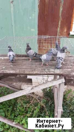 Голуби Старый Оскол - изображение 1