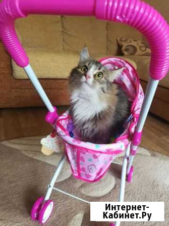 Котёнок Набережные Челны - изображение 1
