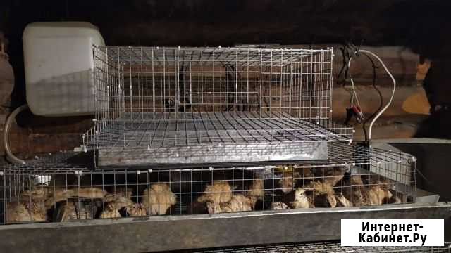 Клетки и брудеры для перепелов и кур под заказ Котлас - изображение 1