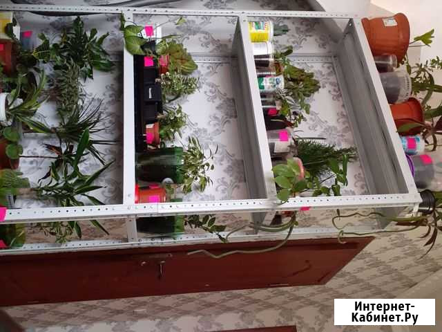 Флорариум Каспийск - изображение 1