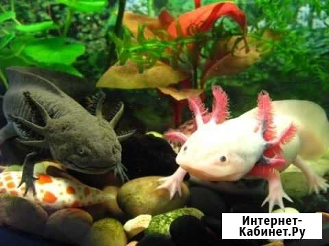 Аксолотль Краснодар - изображение 1