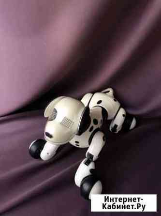 Робот собака Псков