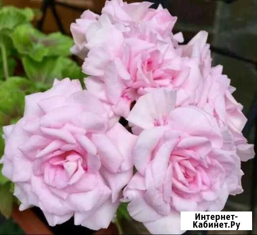 Пеларгония Millfield rose Павловский Посад - изображение 1