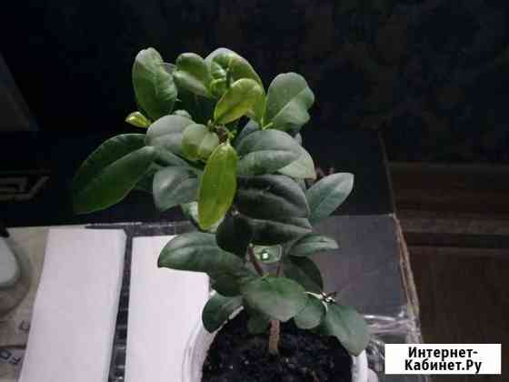Фикус микрокарпа Ярославль