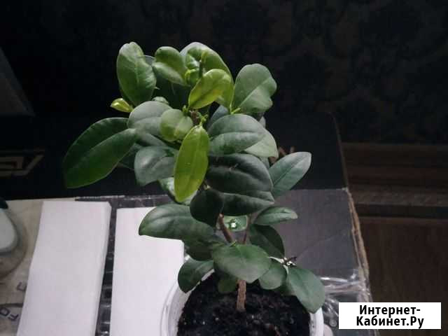 Фикус микрокарпа Ярославль - изображение 1