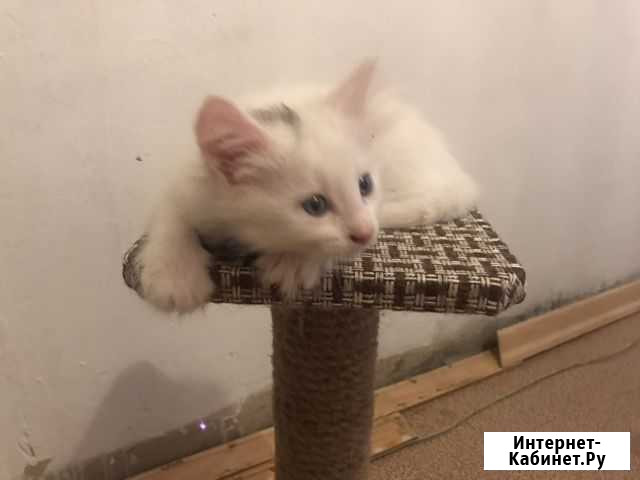 Котята в добрые руки бесплатно Астрахань - изображение 1
