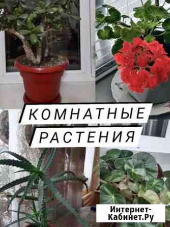 Комнатные растения Буйнакск