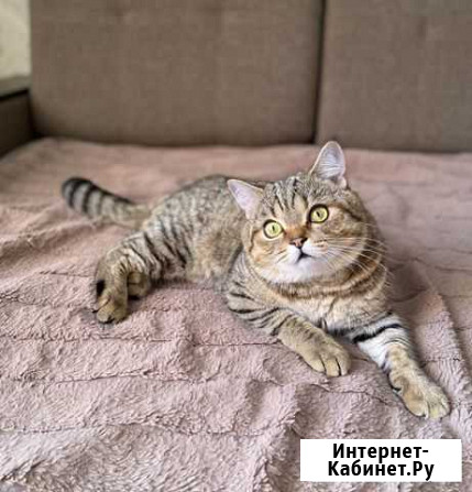 Вязка британский кот Ессентуки - изображение 1