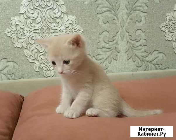 Котенок в добрые руки Пермь - изображение 1