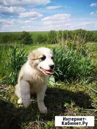 Собака Курск