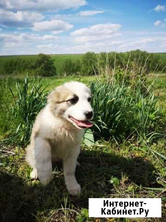 Собака Курск - изображение 1