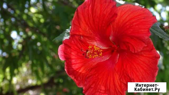 Клубни цветов канны, гибискус, корни хрена Каневская - изображение 1