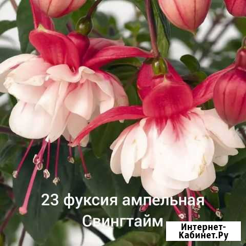 Фуксии сортовые Абакан - изображение 1