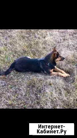 Собаку- Щенка отдам бесплатно в добрые руки Курск - изображение 1