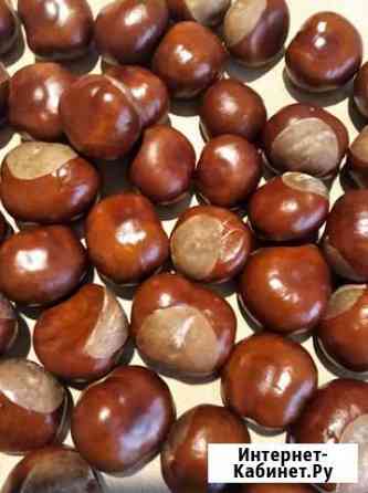 Каштан конский 2021 Екатеринбург