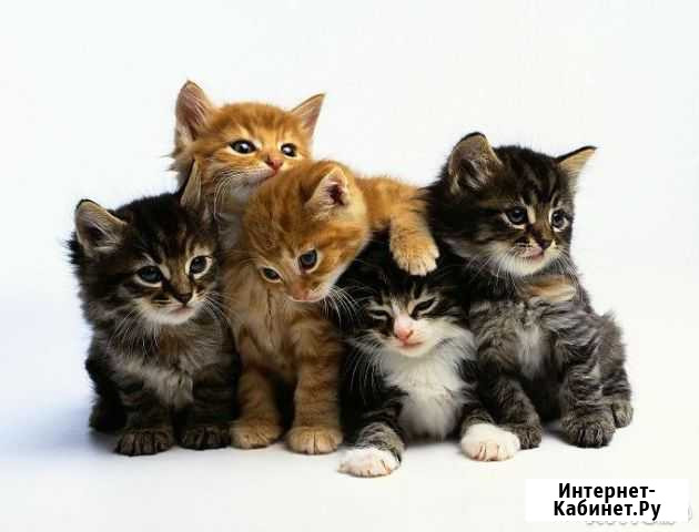 Котята европейка Серпухов - изображение 1